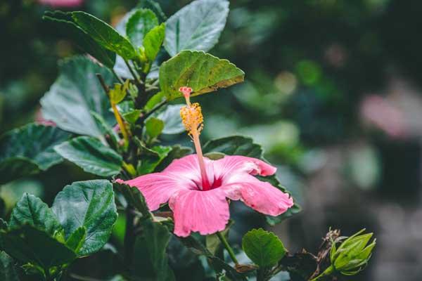 HIBISCUS STD