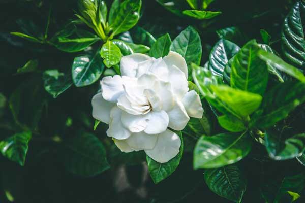 Gardenia 6"