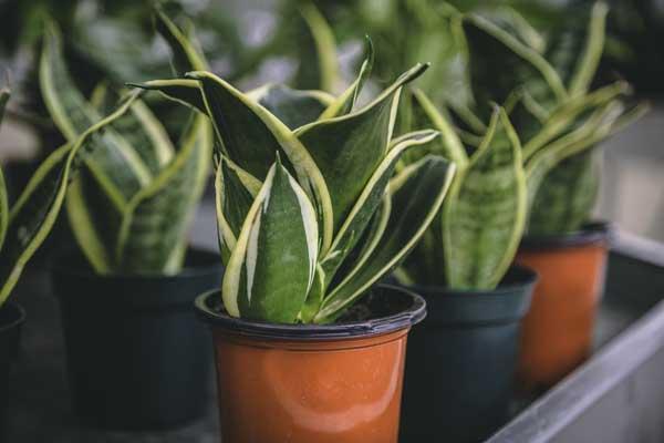 Snake Plant  8"