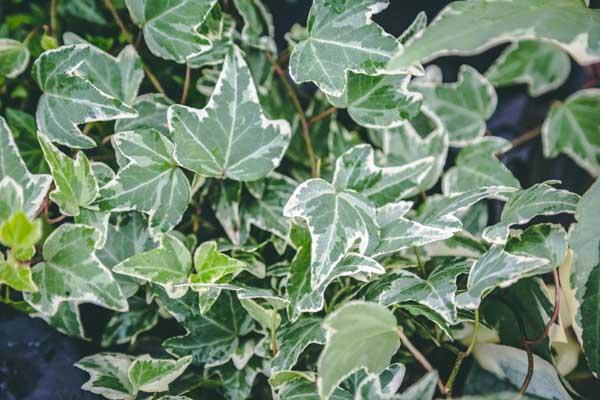 Variegated English Ivy