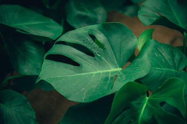 Monstera, Swiss Cheese Plant 10"