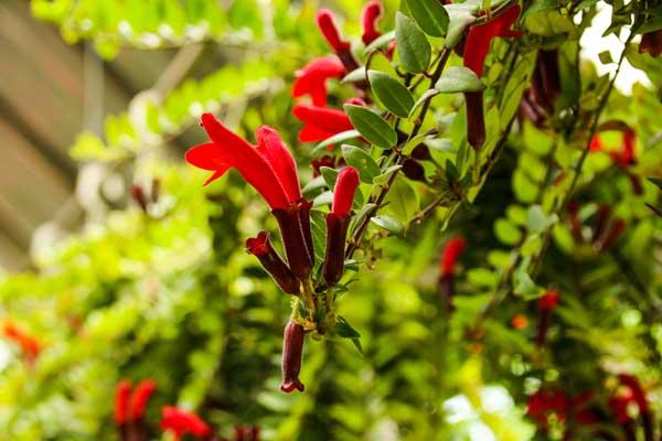 Lipstick Plant 6" Hanging Basket