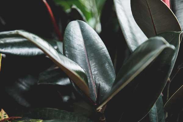 Burgundy Rubber Tree 4"