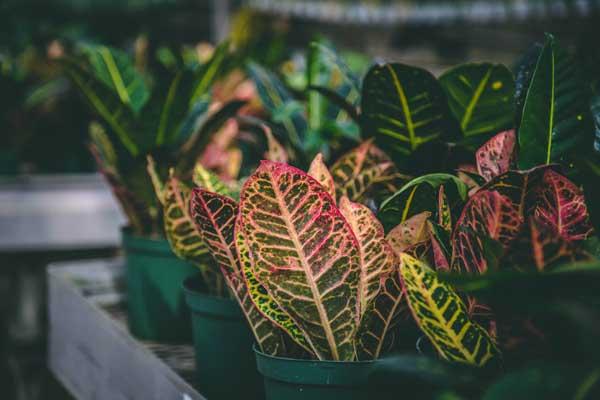 Croton 'Petra' 10"