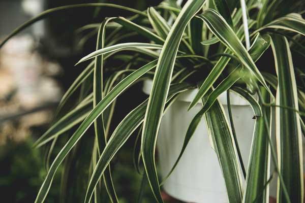 Reverse Variegated Spider Plant