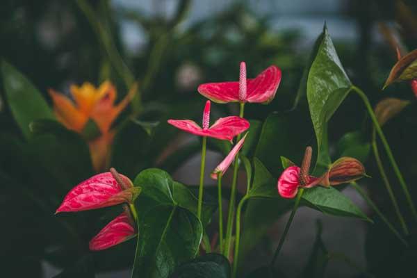 Anthurium 5"