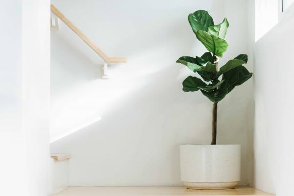 Fiddle Leaf Fig 10" Standard