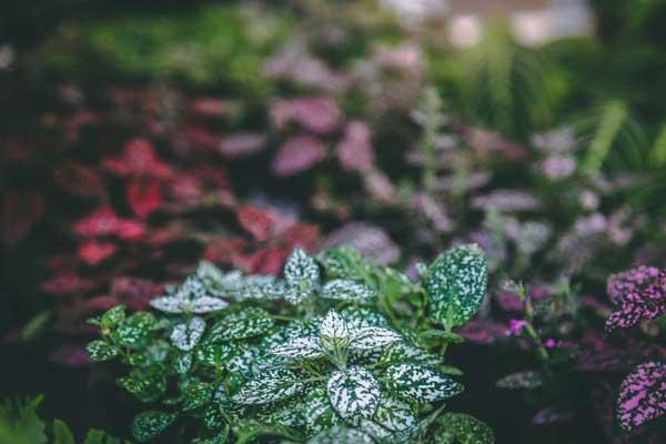 Polka Dot Plant 'White Splash' 4"