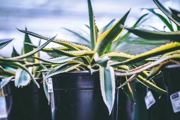 Agave Cactus 14"