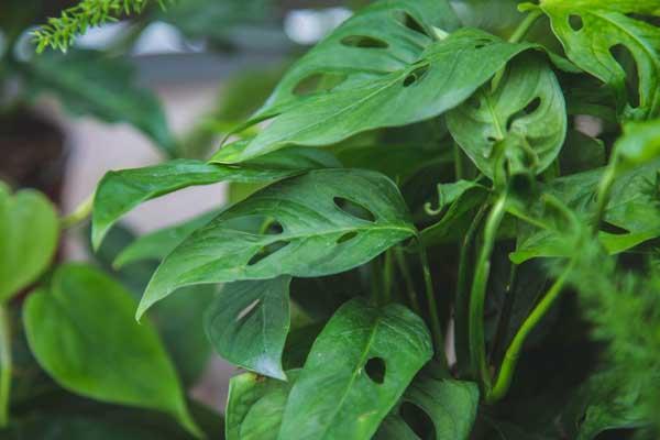 Monstera, Swiss Cheese Plant 8" Hanging Basket