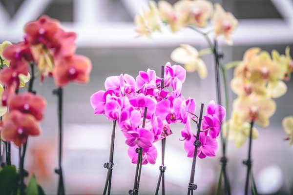 Assorted Phalaenopsis Orchid 4" - Pink, Purple, or Yellow