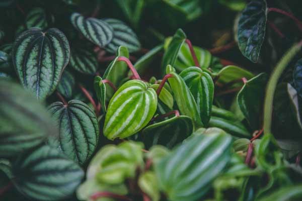 Peperomia 'Watermelon' 4"