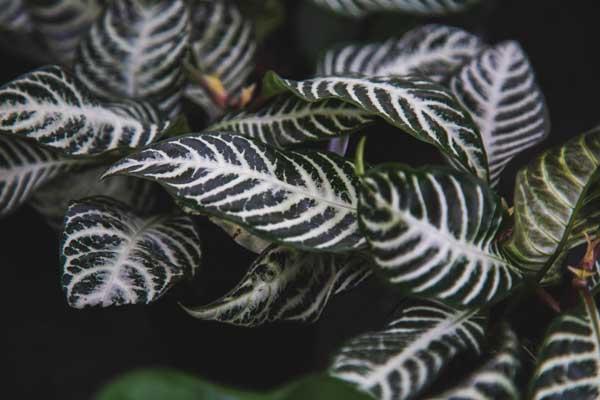 Zebra Plant 4"