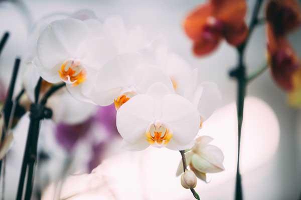 Phalaenopsis Orchid White 5"