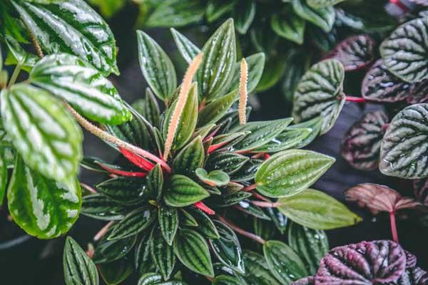 Peperomia 'Rosso' 4"