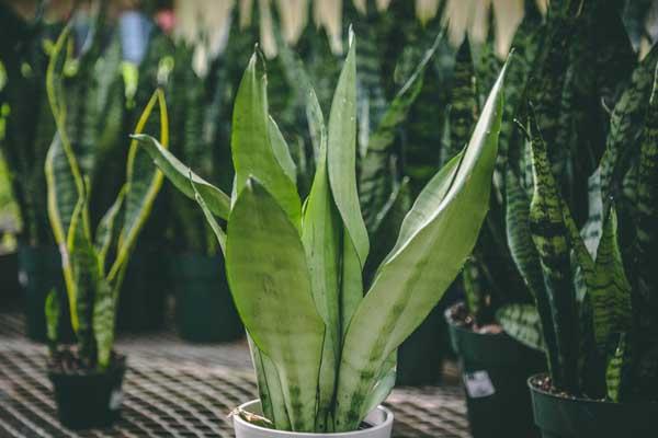 Snake Plant 'Moonshine' 4"