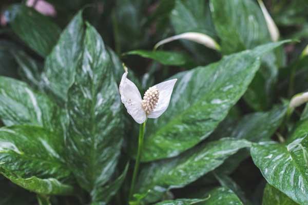 Peace Lily 'Domino' 6"