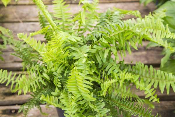 Fern 'Kimberly Queen' 6"