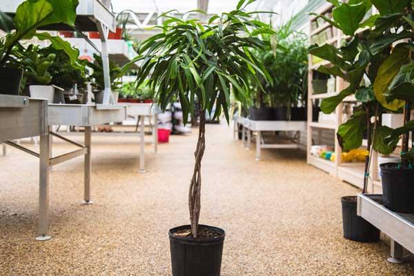 Braided Ficus 10"