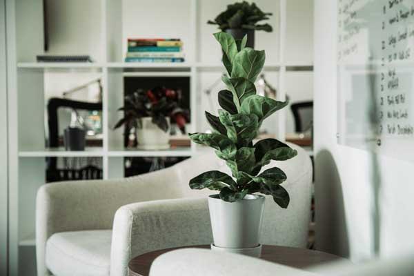 Fiddle Leaf Fig 6"