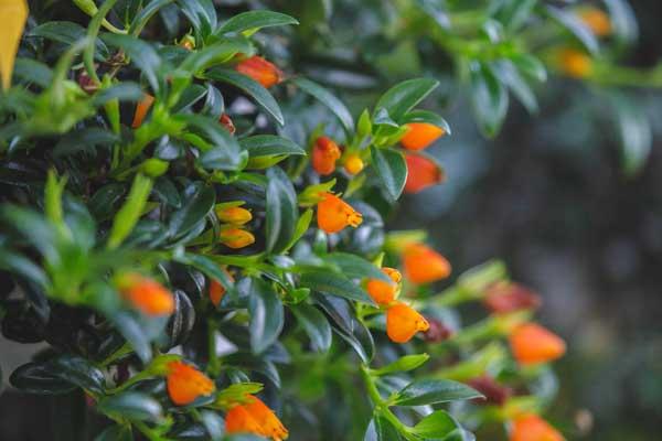 Goldfish Plant 6" Hanging Basket