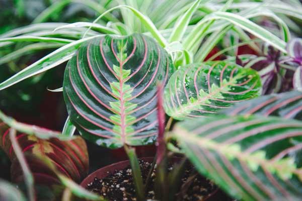 Prayer Plant 'Red' 4"