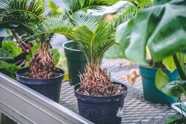 King Sago Palm 6 Inch