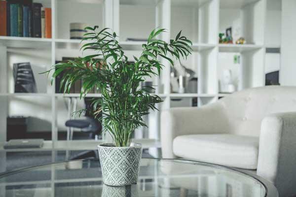 Neanthe Bella Parlor Palm 6 Inch