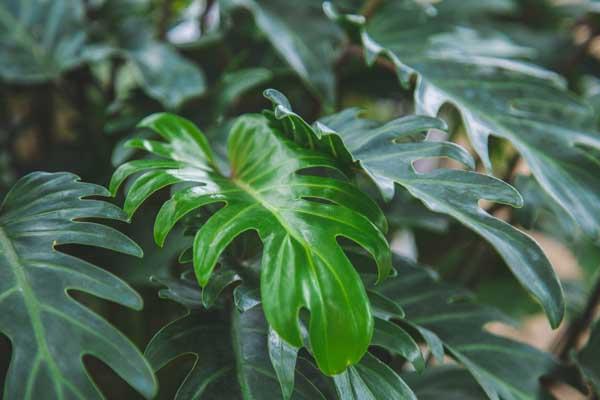 Philodendron 'Xanadu' 10"