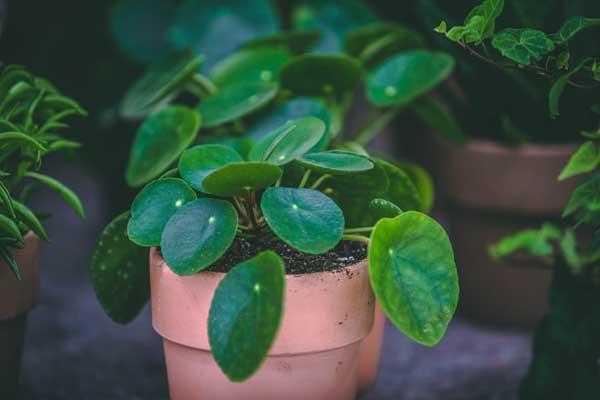 Chinese Money Plant 4"