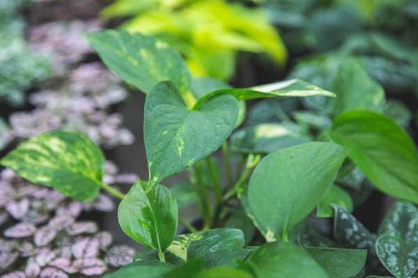 Golden Pothos 8" Hanging Basket