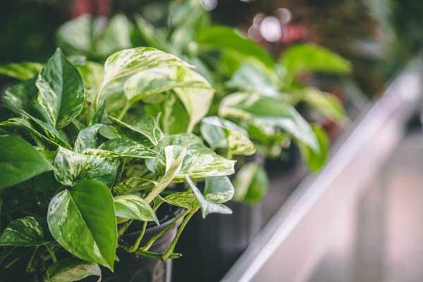 Pothos 'Marble Queen' 8" Hanging Basket