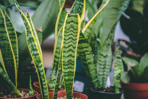 Snake Plant 4"