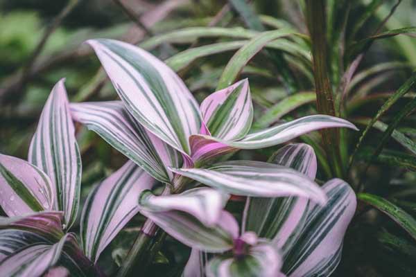 Tradescantia Tri-Color 8" Hanging Basket