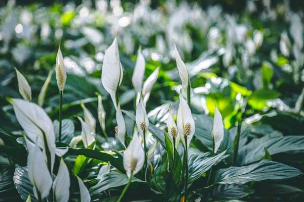 Peace Lily 10"