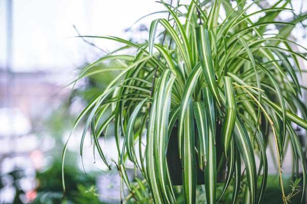 Spider Plant 4"