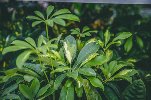 Umbrella Plant 6" Variegated