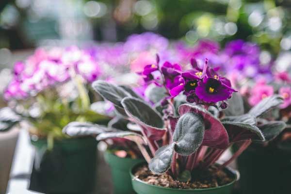 African Violet 4"