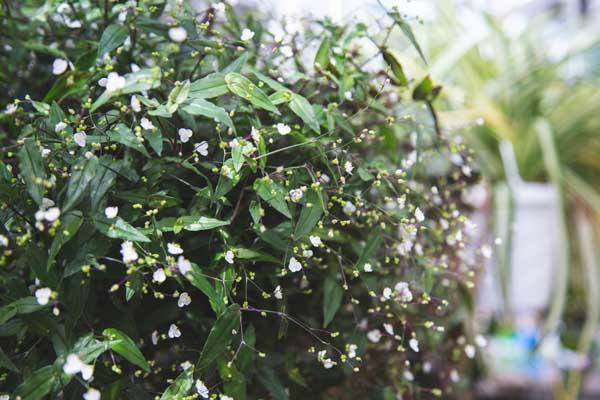 Bridal Veil Plant 8" Hanging Basket