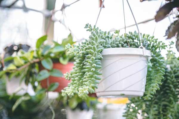 Burro's Tail 6" Hanging Basket