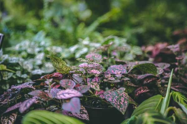 Polka Dot Plant 'Pink Splash' 4"