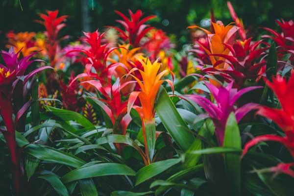 Assorted Bromeliad 5" - Red, Orange, or Yellow