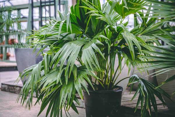 Chinese Fan Palm 14 Inch