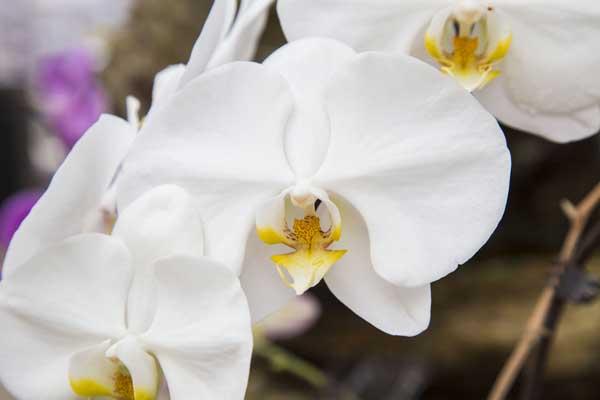 Waterfall Orchid White 5"