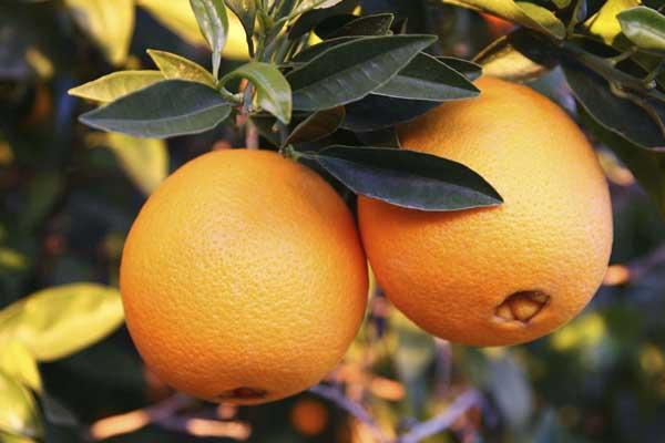 Citrus Orange 'Navel' 5 Gallon