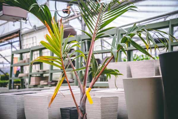 Bottle Palm 17"