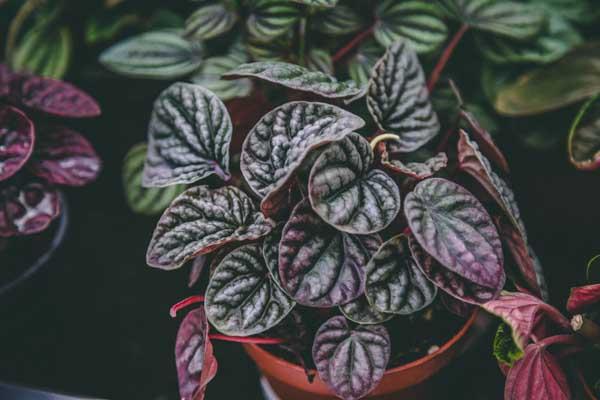 Peperomia 'Rippled' 4"