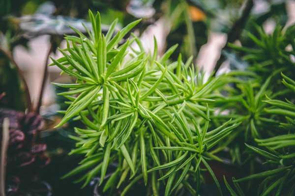 Peperomia 'Green Bean' 4"