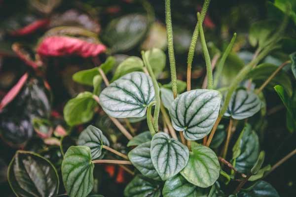 Peperomia 'Frost' 4"