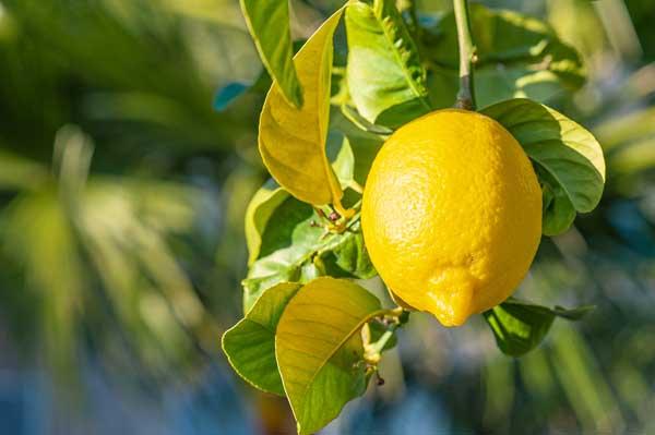 Citrus Meyer Lemon Std Tree 5 Gallon